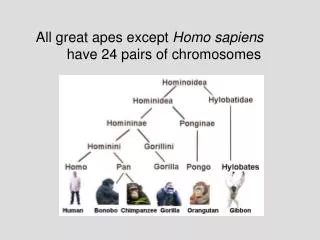 All great apes except Homo sapiens 	 have 24 pairs of chromosomes