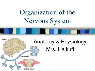 organization of the nervous system