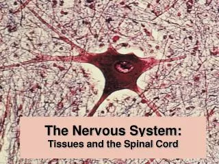 The Nervous System: