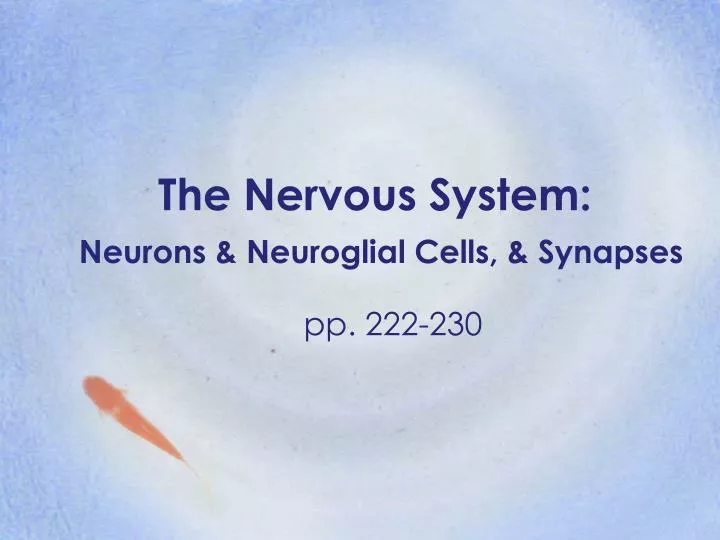 the nervous system neurons neuroglial cells synapses