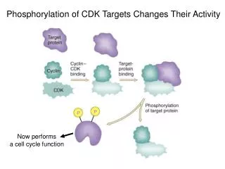 Phosphorylation of CDK Targets Changes Their Activity