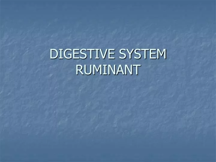 digestive system ruminant
