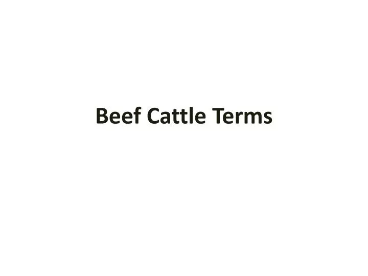 beef cattle terms