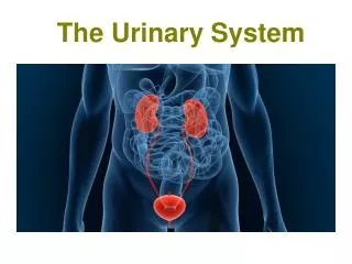 The Urinary System