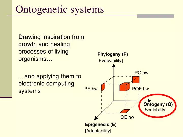 ontogenetic systems