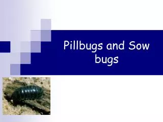 Pillbugs and Sow bugs
