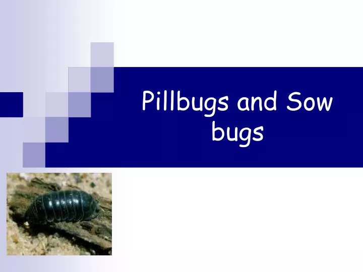 pillbugs and sow bugs