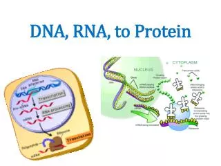 DNA, RNA, to Protein