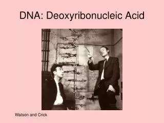 dna deoxyribonucleic acid