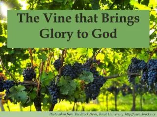 The Vine that Brings Glory to God