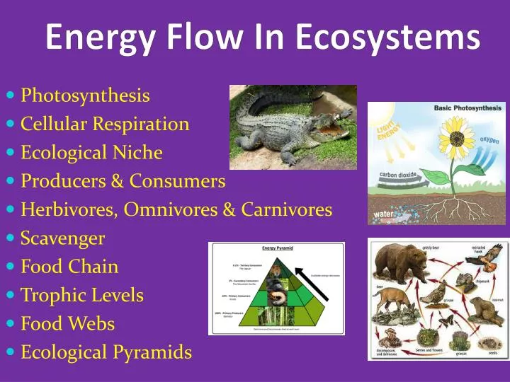 energy flow in ecosystems