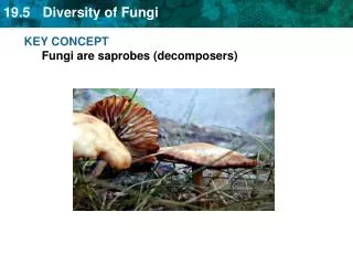 KEY CONCEPT Fungi are saprobes (decomposers)