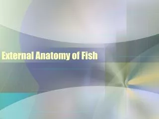 External Anatomy of Fish