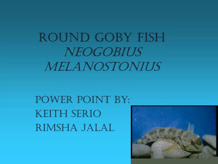 round goby fish neogobius melanostonius