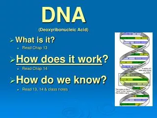 DNA (Deoxyribonucleic Acid)