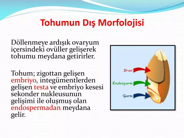 tohumun d morfolojisi