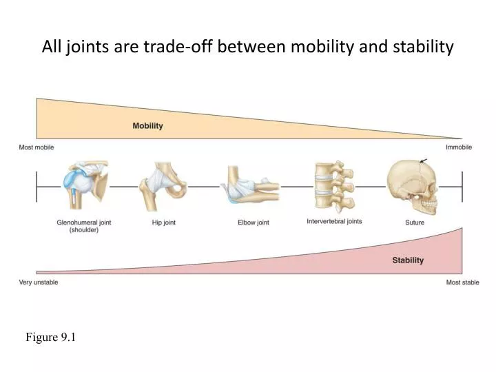 all joints are trade off between mobility and stability