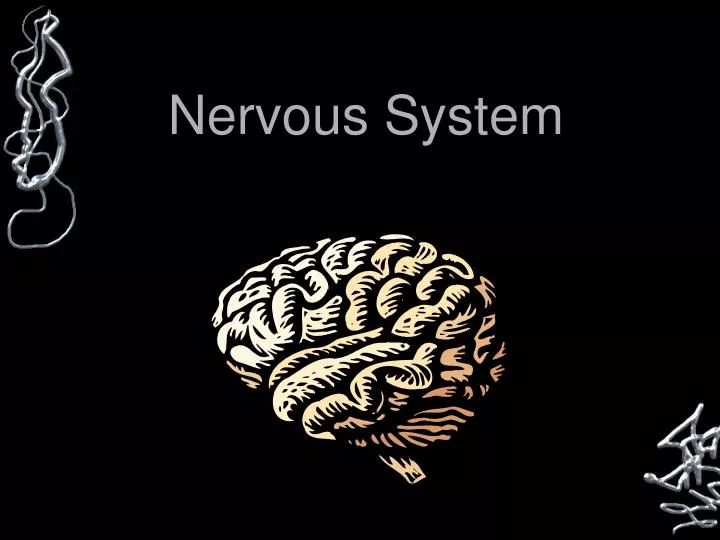 nervous system