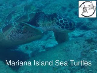 Mariana Island Sea Turtles