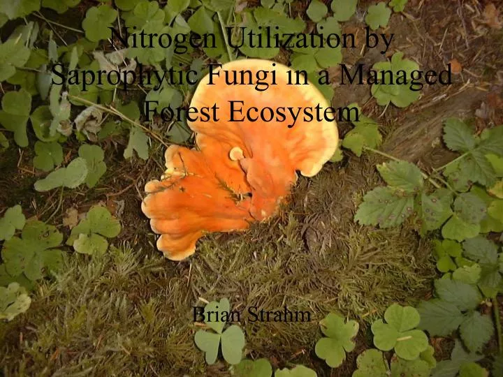 nitrogen utilization by saprophytic fungi in a managed forest ecosystem