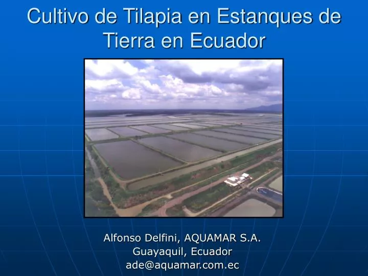 cultivo de tilapia en estanques de tierra en ecuador