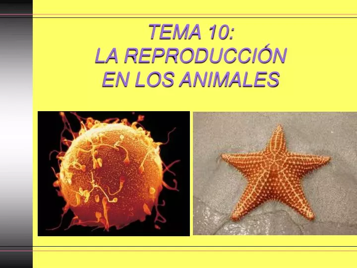 tema 10 la reproducci n en los animales