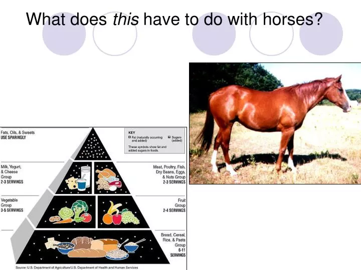 what does this have to do with horses