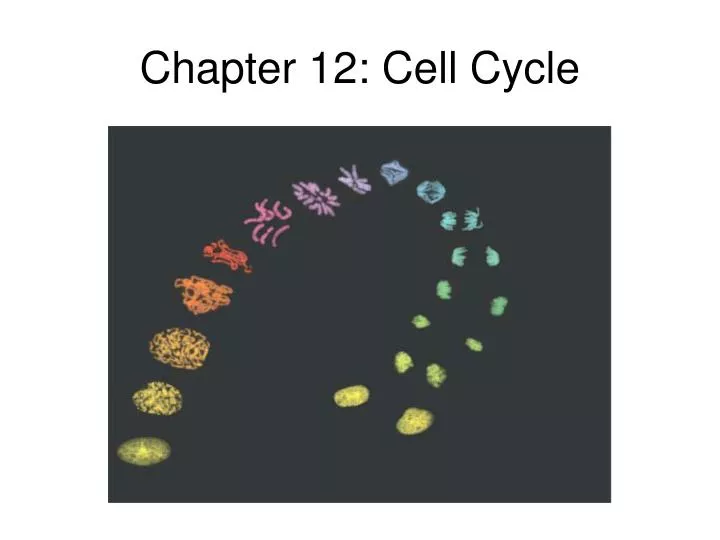 chapter 12 cell cycle