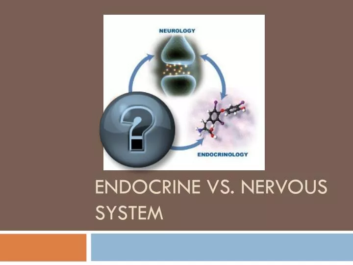endocrine vs nervous system