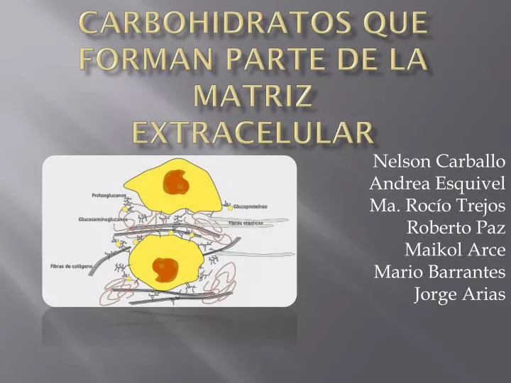 carbohidratos que forman parte de la matriz extracelular