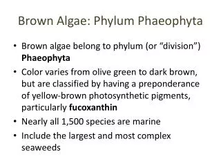 Brown Algae: Phylum Phaeophyta