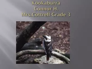 Kookaburra Connor H. Mrs.Cottrell -Grade 3