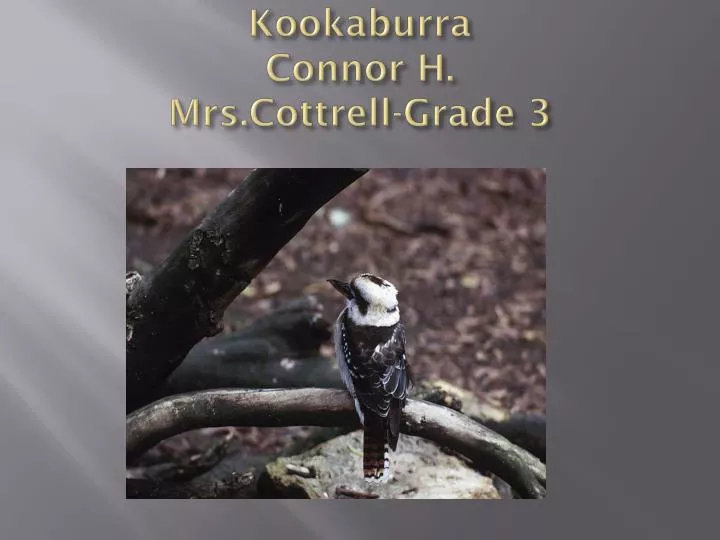 kookaburra connor h mrs cottrell grade 3