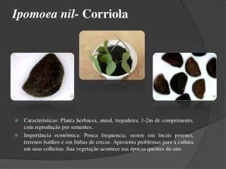 ipomoea nil corriola