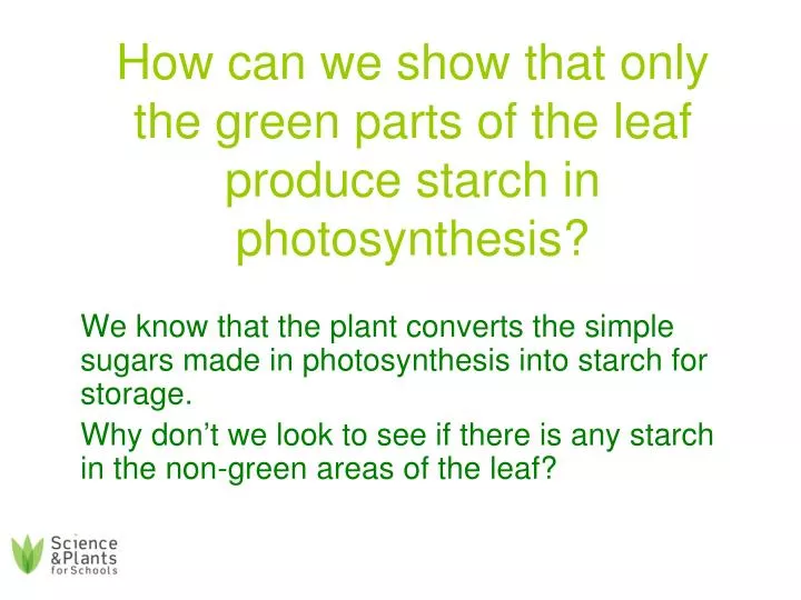 how can we show that only the green parts of the leaf produce starch in photosynthesis