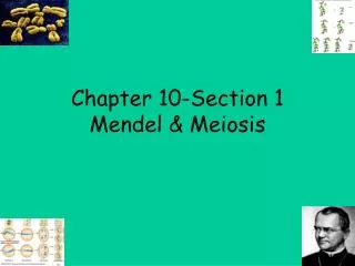 Chapter 10-Section 1 Mendel &amp; Meiosis