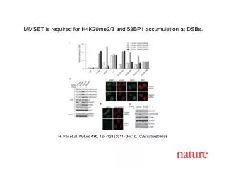 H. Pei et al. Nature 470 , 124-128 (2011) doi:10.1038/nature09658