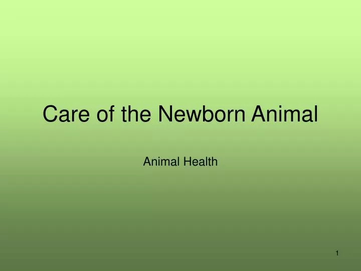 care of the newborn animal