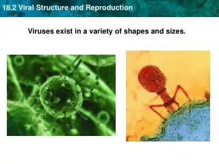 Viruses exist in a variety of shapes and sizes.