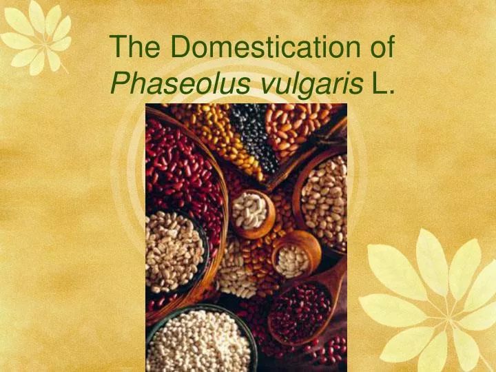 the domestication of phaseolus vulgaris l