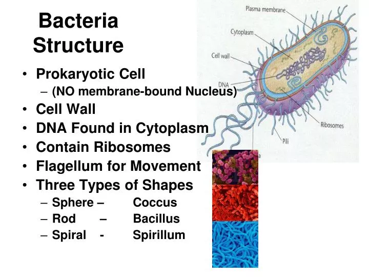 bacteria structure