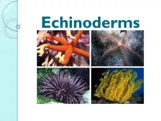 Echinoderms