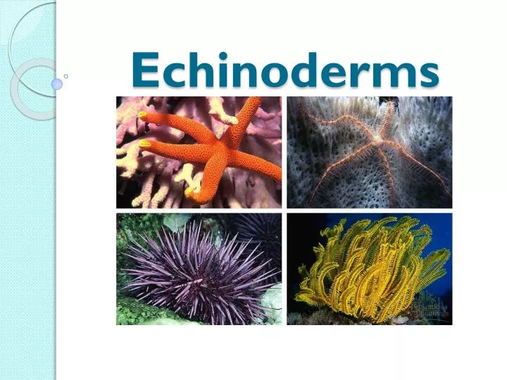 echinoderms