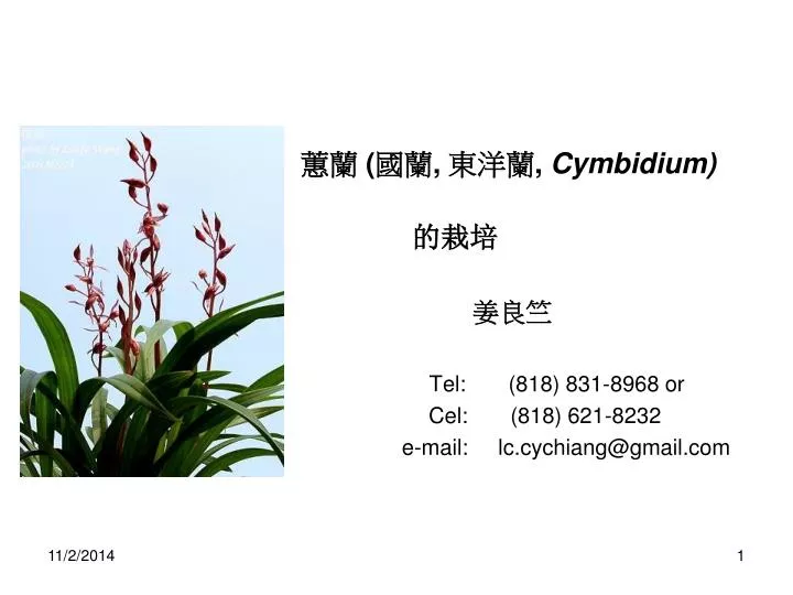 cymbidium