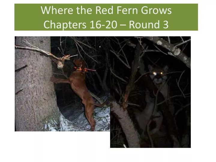 where the red fern grows chapters 16 20 round 3