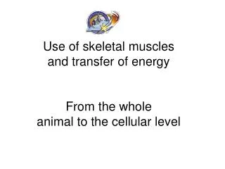 Use of skeletal muscles and transfer of energy From the whole animal to the cellular level