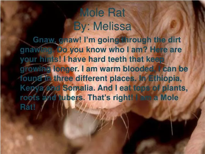 mole rat by melissa