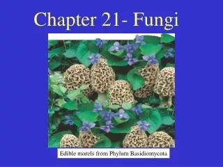 Chapter 21- Fungi