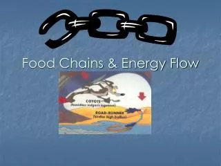 Food Chains &amp; Energy Flow
