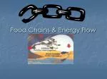 Food Chains &amp; Energy Flow - slide 1
